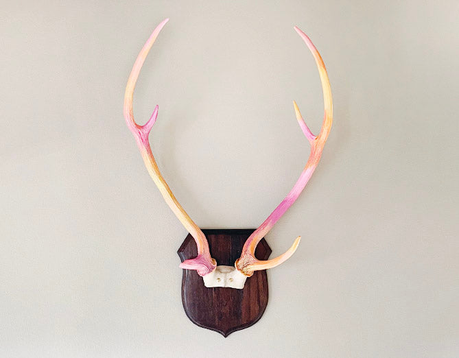 unique painted axis deer antlers mounted on a wooden plaque