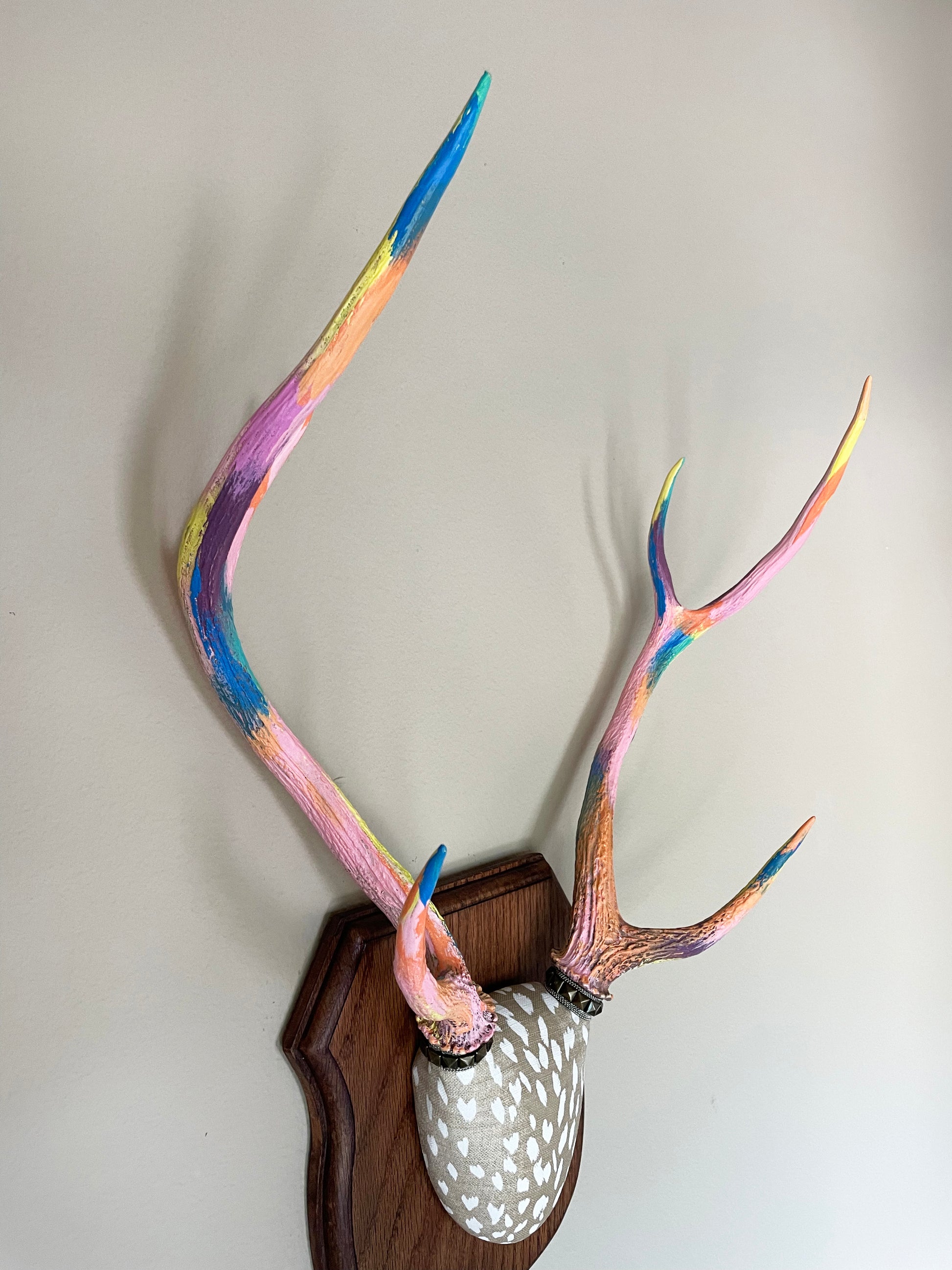 side view of painted axis deer antlers