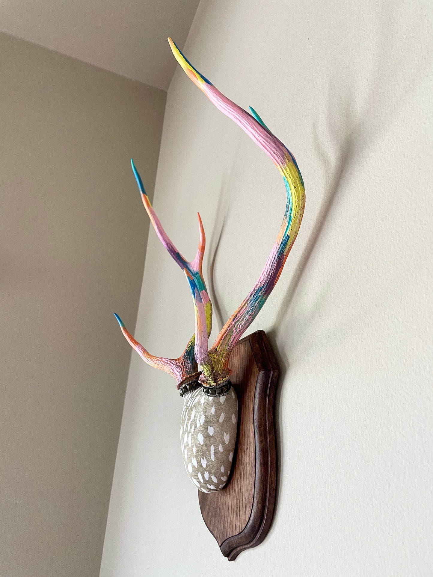 Side view of painted and mounted axis deer antlers. Unique wall decor